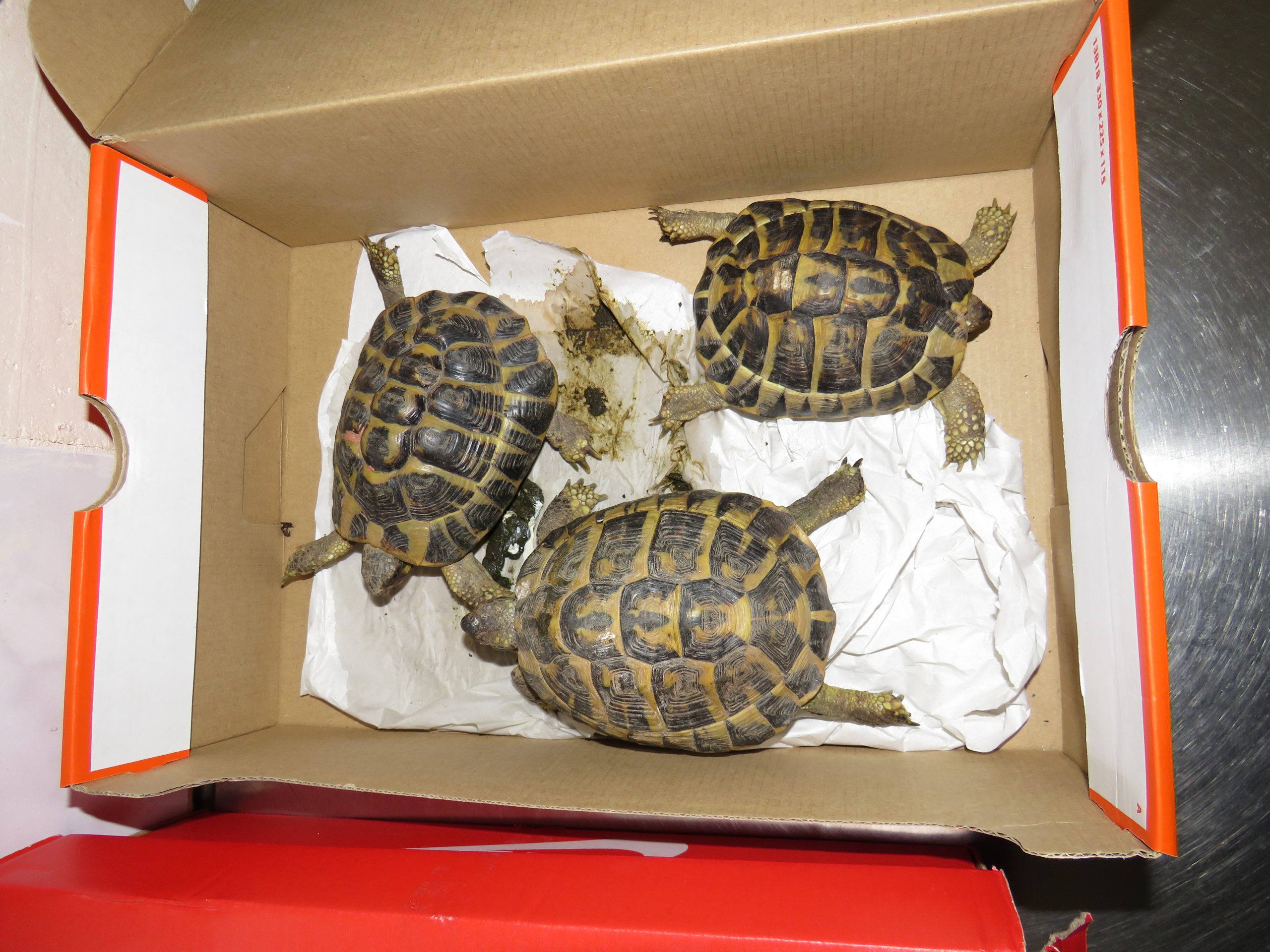 Smuggling Attempt Thwarted 1